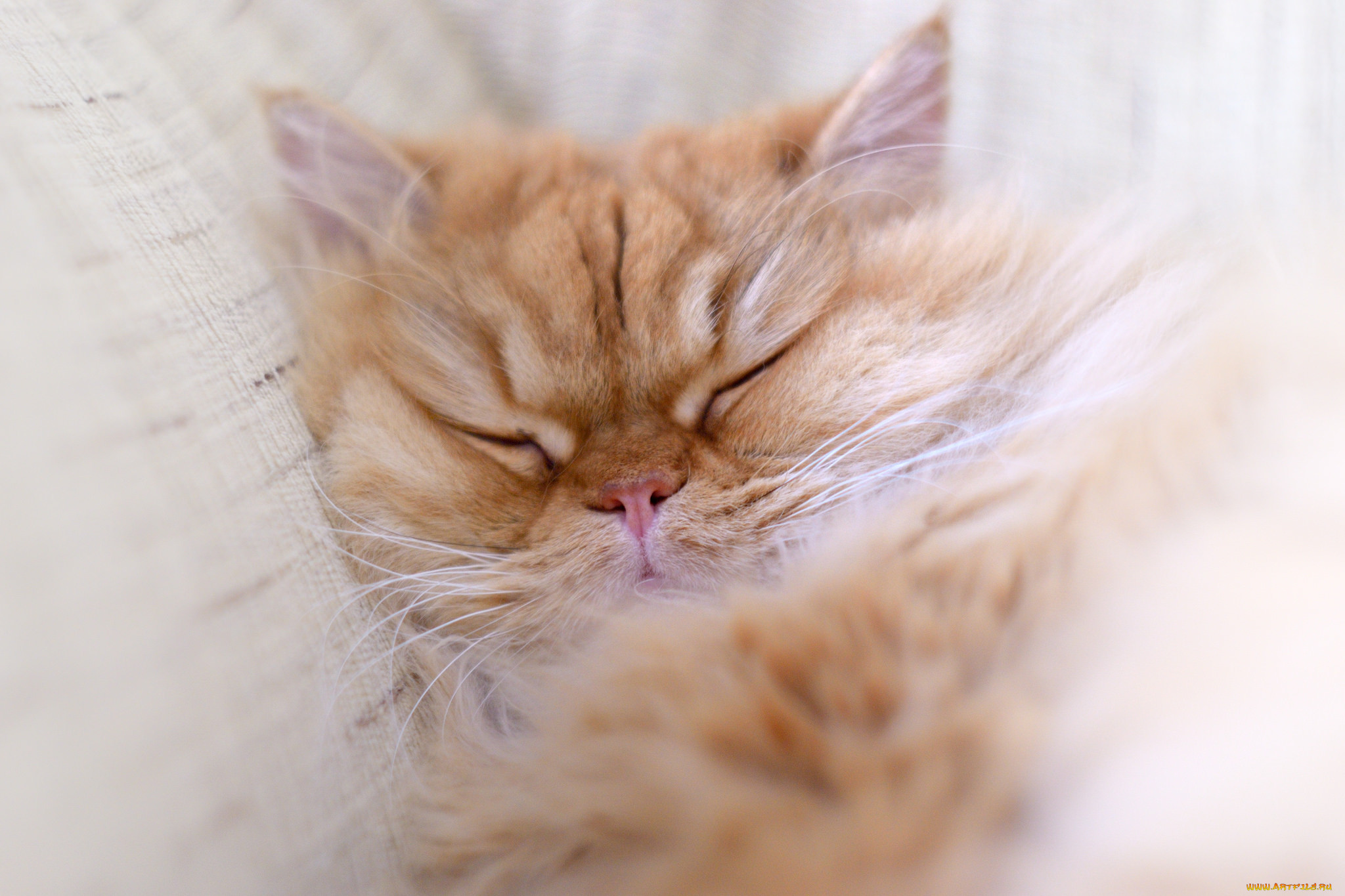 Пушистый спящий котенок. Спящие котята. Спящий пушистый кот. Спящий котенок.